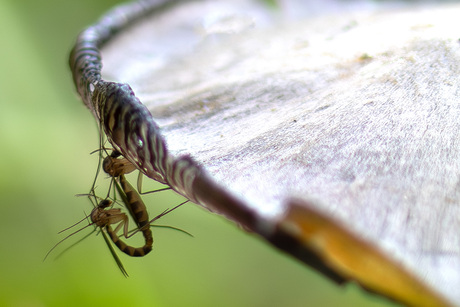 Hangend aan een paddenstoel.