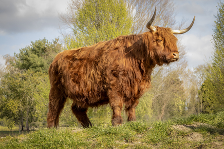 Schotse Hooglander