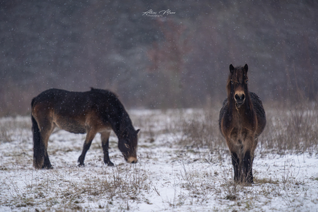 Exmoorpony's in de sneeuw