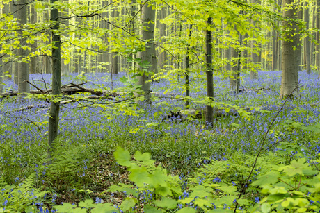 hyacinten in het groen