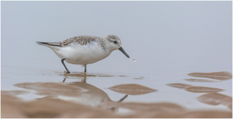 Drieteenzandlopertje op een mistig strand.