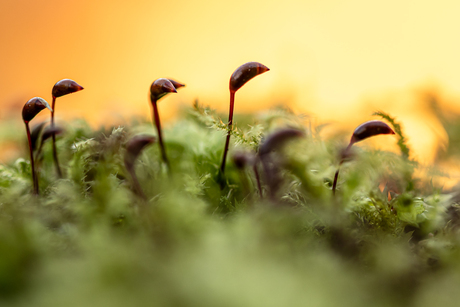 Klein dooiermos in het zonlicht.