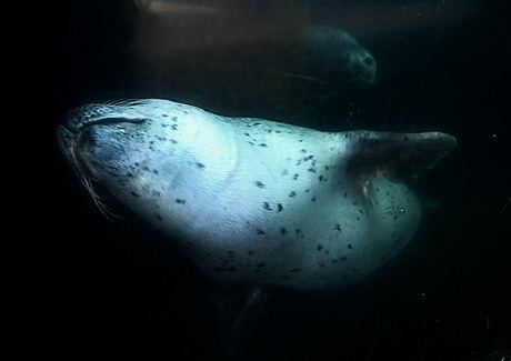 Zeehonden in aquarium