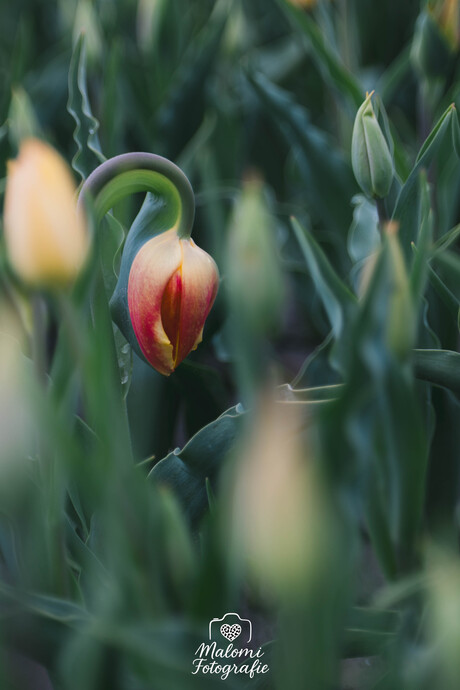 De treurige tulp