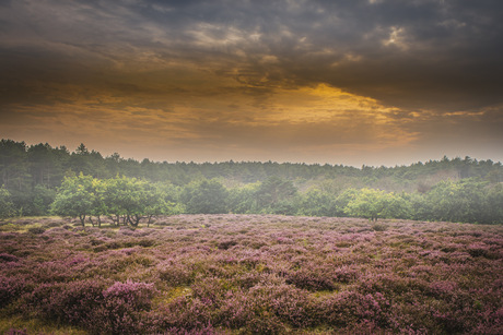 Zeevlam in de duinen