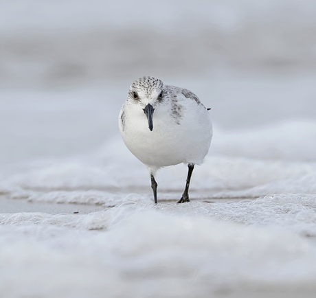 Drieteenstrandloper