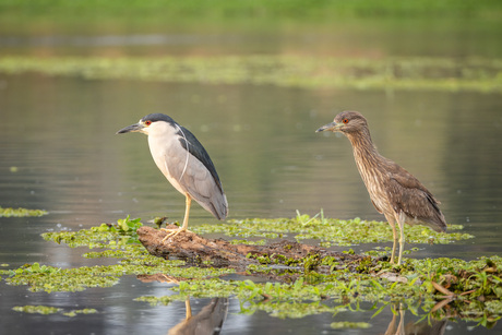 2 generaties van de Kwak