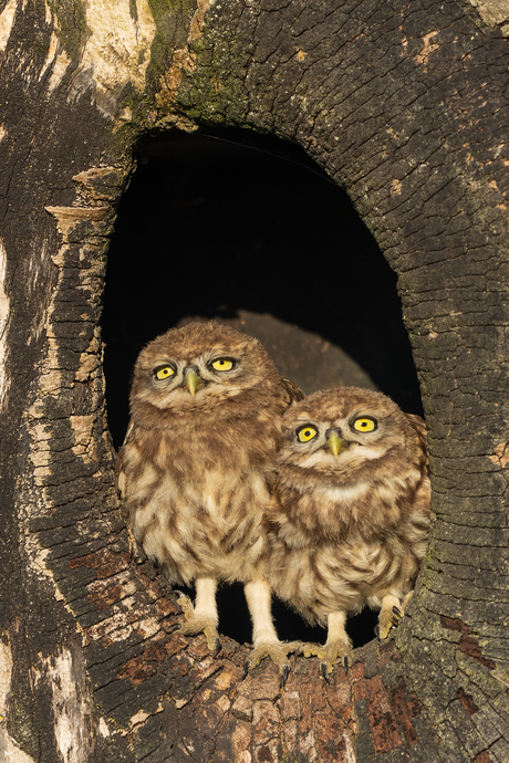 2 jonge Steenuilen