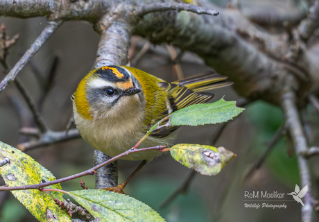 Het vuurgoudhaantje.