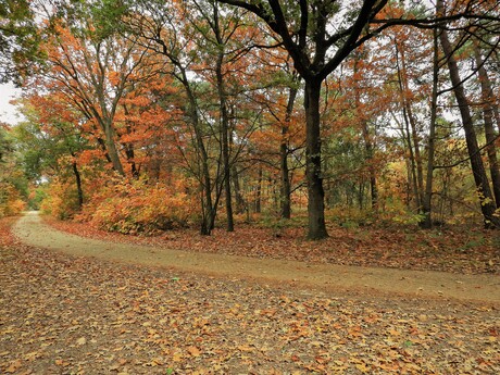 Fietspad door het bos