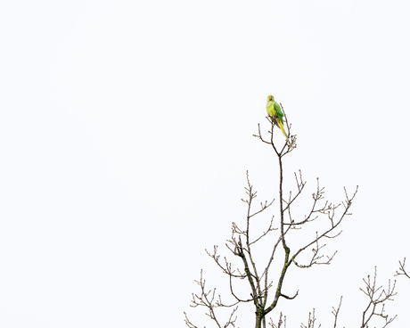 High key halsbandparkiet