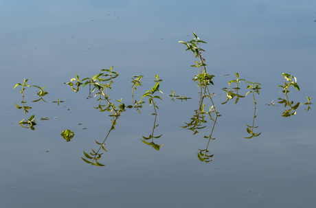 Perfecte Spiegel van de Natuur