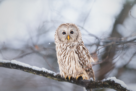 Oeral uil in de sneeuw