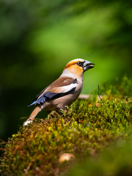 Appelvink