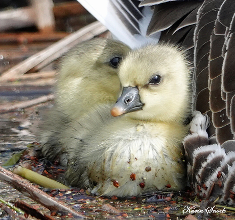 "Veilig bij mama"