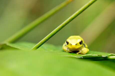 groene kikker
