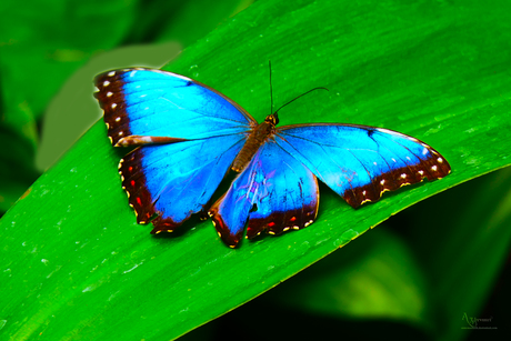 Morpho amathonte