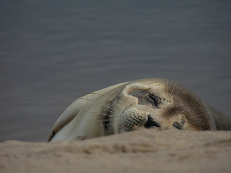 Gewone zeehond