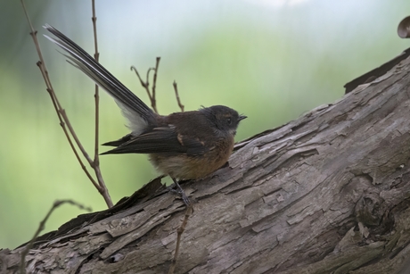 Maoriwaaierstaart (Rhipidura fuliginosa)