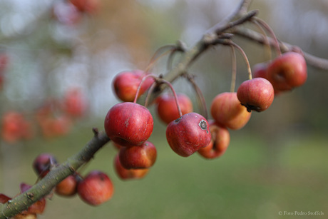 Appeltjes van oranje