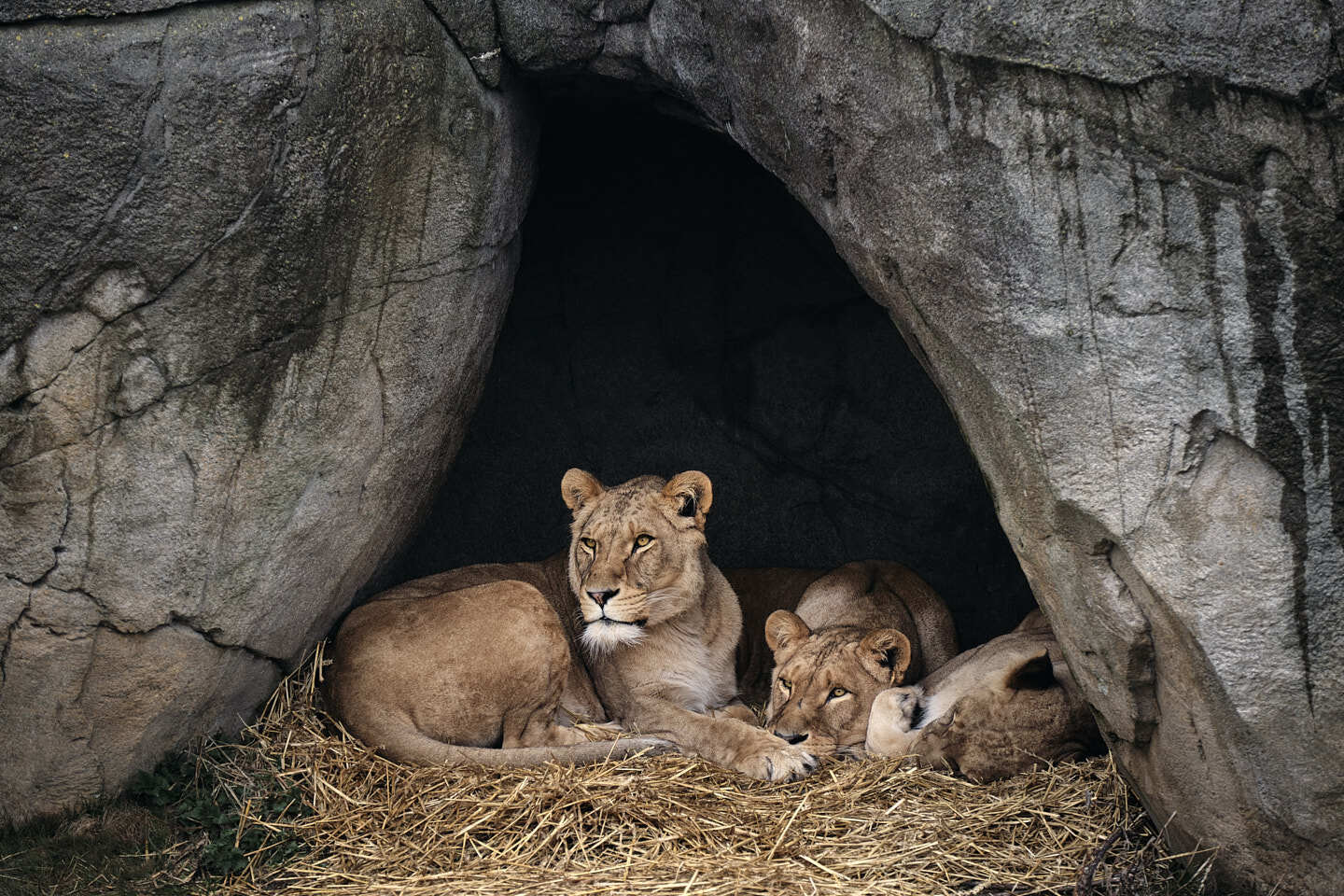 Leeuwen - Dierentuin Emmen - Leeuwen - Dierentuin Emmen - foto door patrickstroobach op 12-03-2023 - deze foto bevat: leeuw, emmen, wildlands, plant, carnivoor, gesteente, reekalf, terrestrisch dier, katachtigen, grote katten, snuit, grot, kofferbak