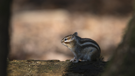 Siberische grond eekhoorn