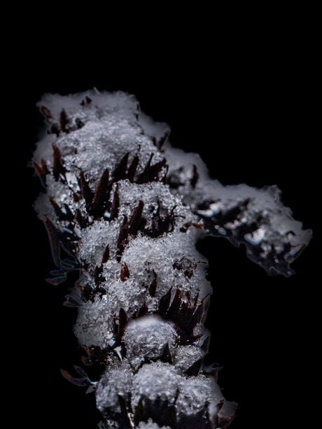 Kristallen op een dode bloem