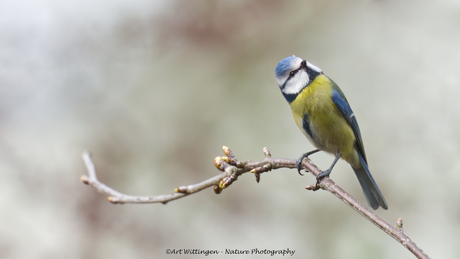 Pimpelmees in kersenboom
