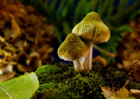 Paddenstoel foto