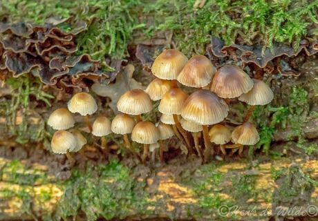 Paddenstoelen