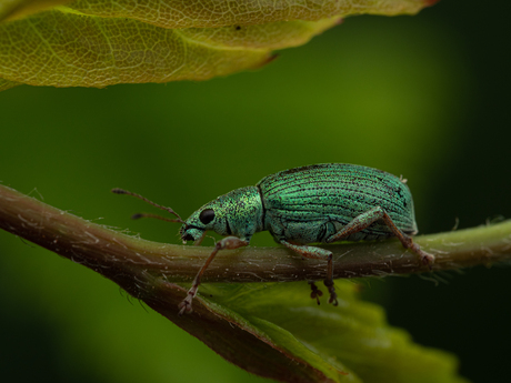 Groene struiksnuittor