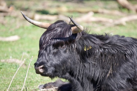 Schotse Hooglander