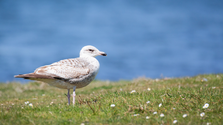 Juveniele zilvermeeuw op het Grevelingenstrand