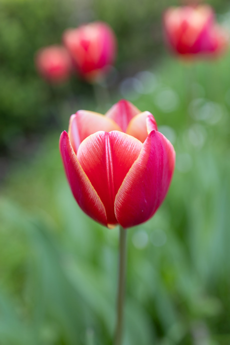 Rode tulp