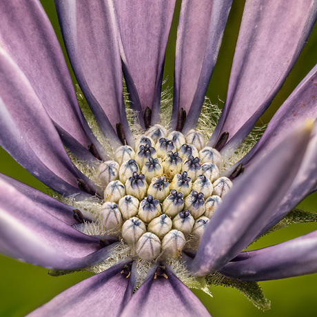 Hart Spaanse Margriet