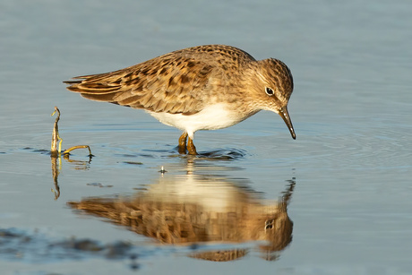 Temmincks Strandloper