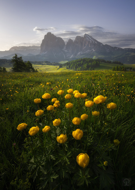 Trollius