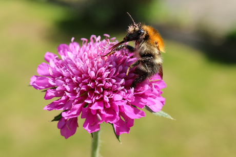 Hommel 
