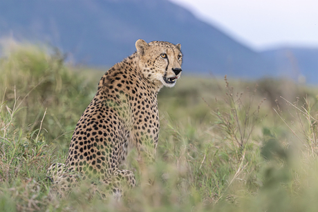 Cheeta