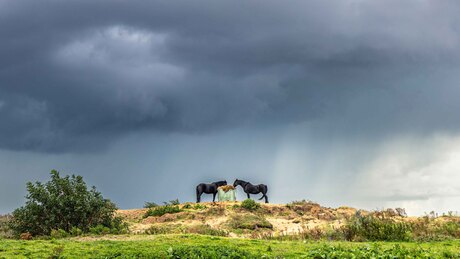 wild horses......