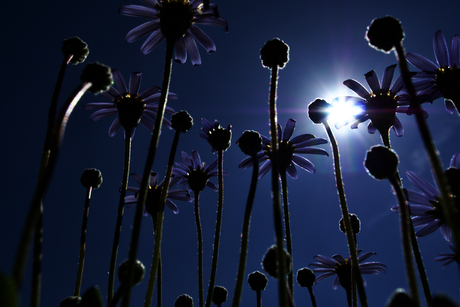 Standpunt verandering