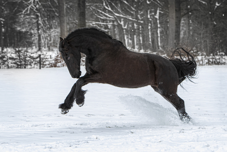 Fries in de sneeuw