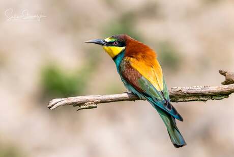 Bijeneter 🤎💛🩵