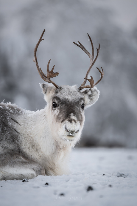 Tussen de rendieren op de rendieren-boerderij in Kuusamo