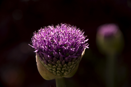 Sierui (Allium 'Gladiator')