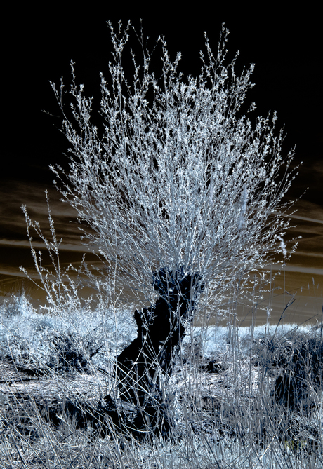 De boom in IR