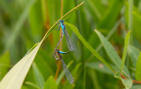 Parende Libelle