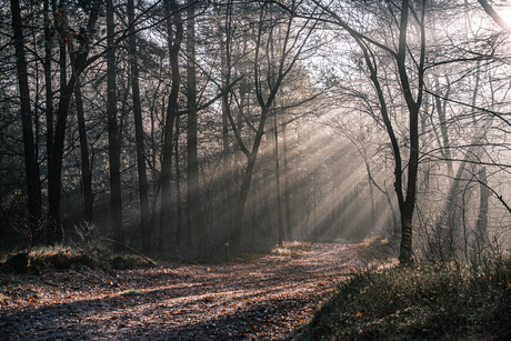 Het regent zonnestralen ……