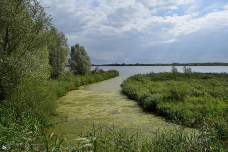 Groen landschap 