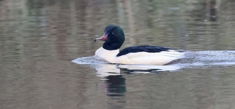 Grote Zaagbek